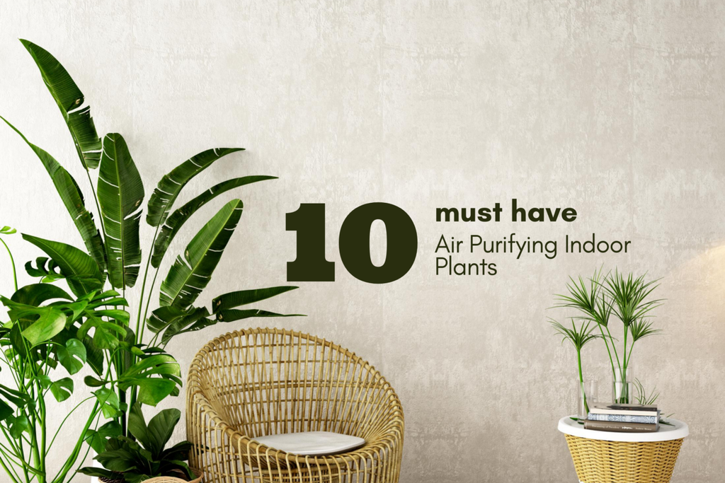 10 Must Have Air Purifying Indoor Plants